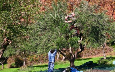 Agrievolution, la tua ferramenta online: macchine e accessori per la raccolta delle olive