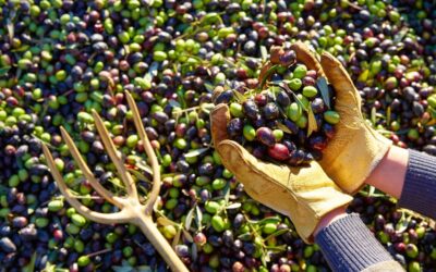 Attrezzi per la raccolta delle Olive: Innovazione e Tradizione a Confronto