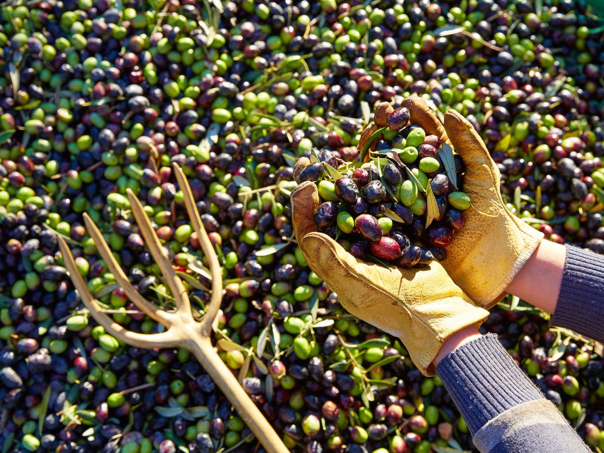 Attrezzi Raccolta Olive