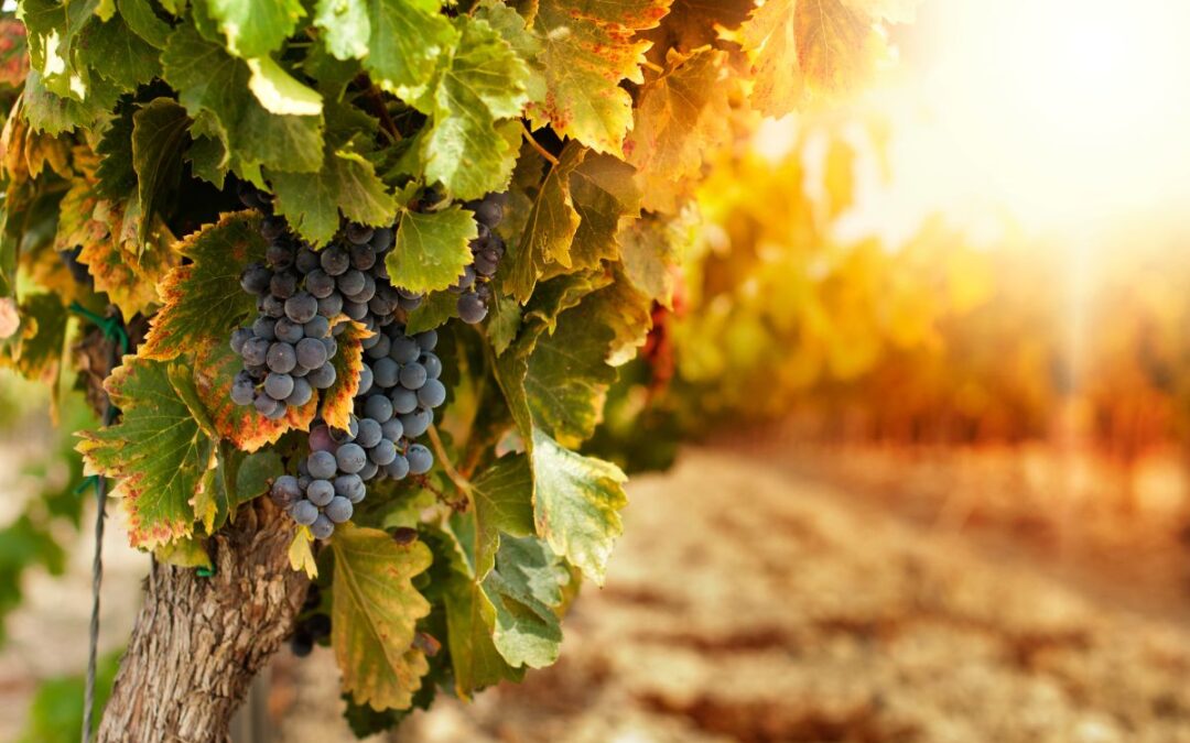 Quando si concimano i vigneti?