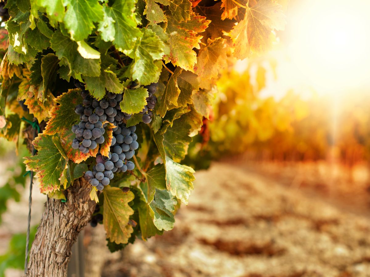 Quando si concimano i vigneti