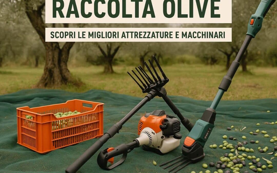 Raccolta Olive, scopri le migliori attrezzatura e macchinari